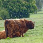 Schottische Hochlandrinder