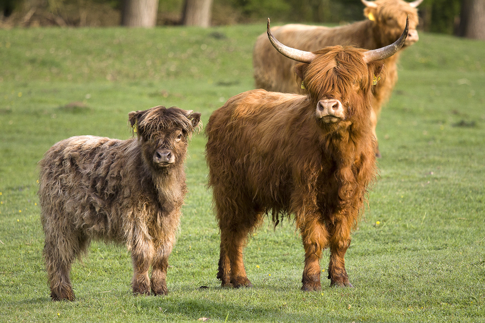 Schottland Tiere Schottland Tiere