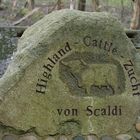 Schottische Hochlandrinder