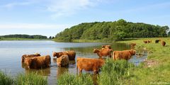 Schottische Hochlandrinder am Winderatter See