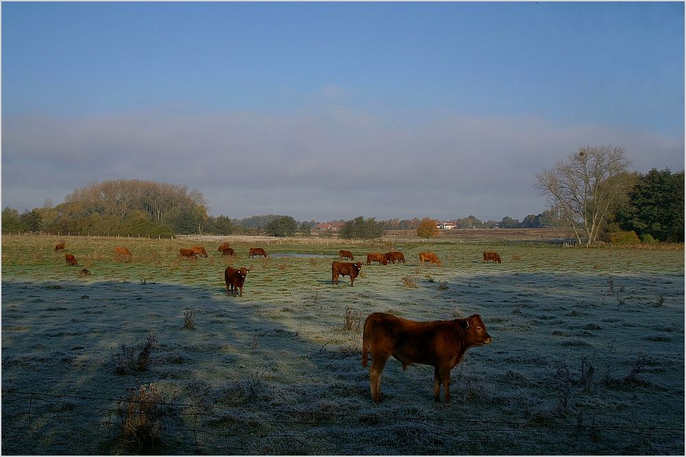 Schottische Hochlandrinder auf einer Weide am Rande der Buchhorst