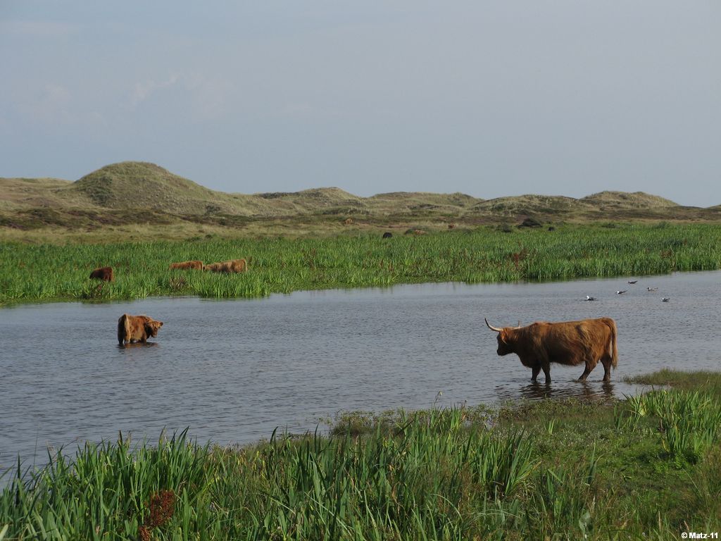 Schottische Hochlandrinder auf Texel