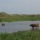 Schottische Hochlandrinder auf Texel