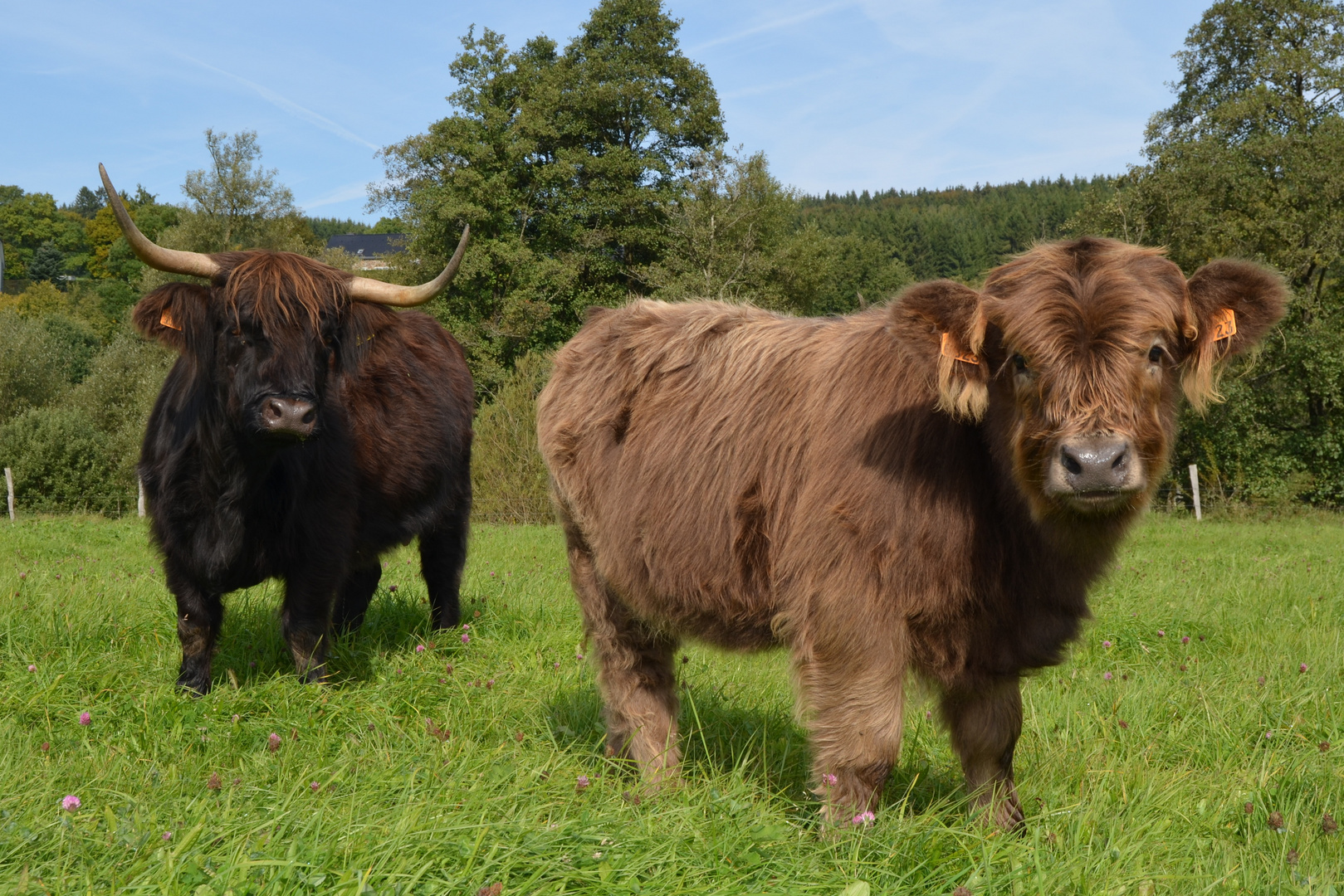 Tiere In Schottland Tiere In Schottland