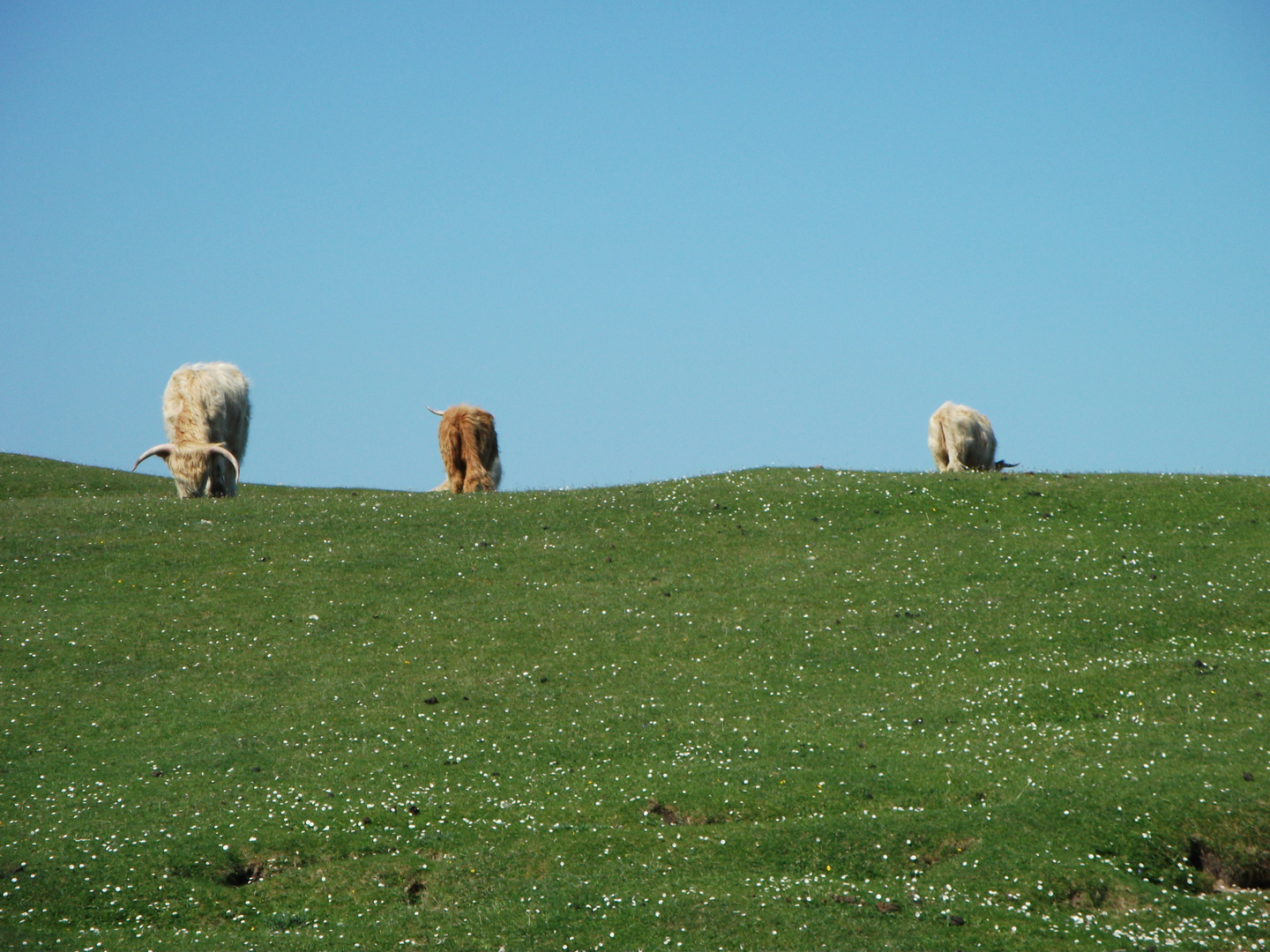 Schottische Hochlandrinder