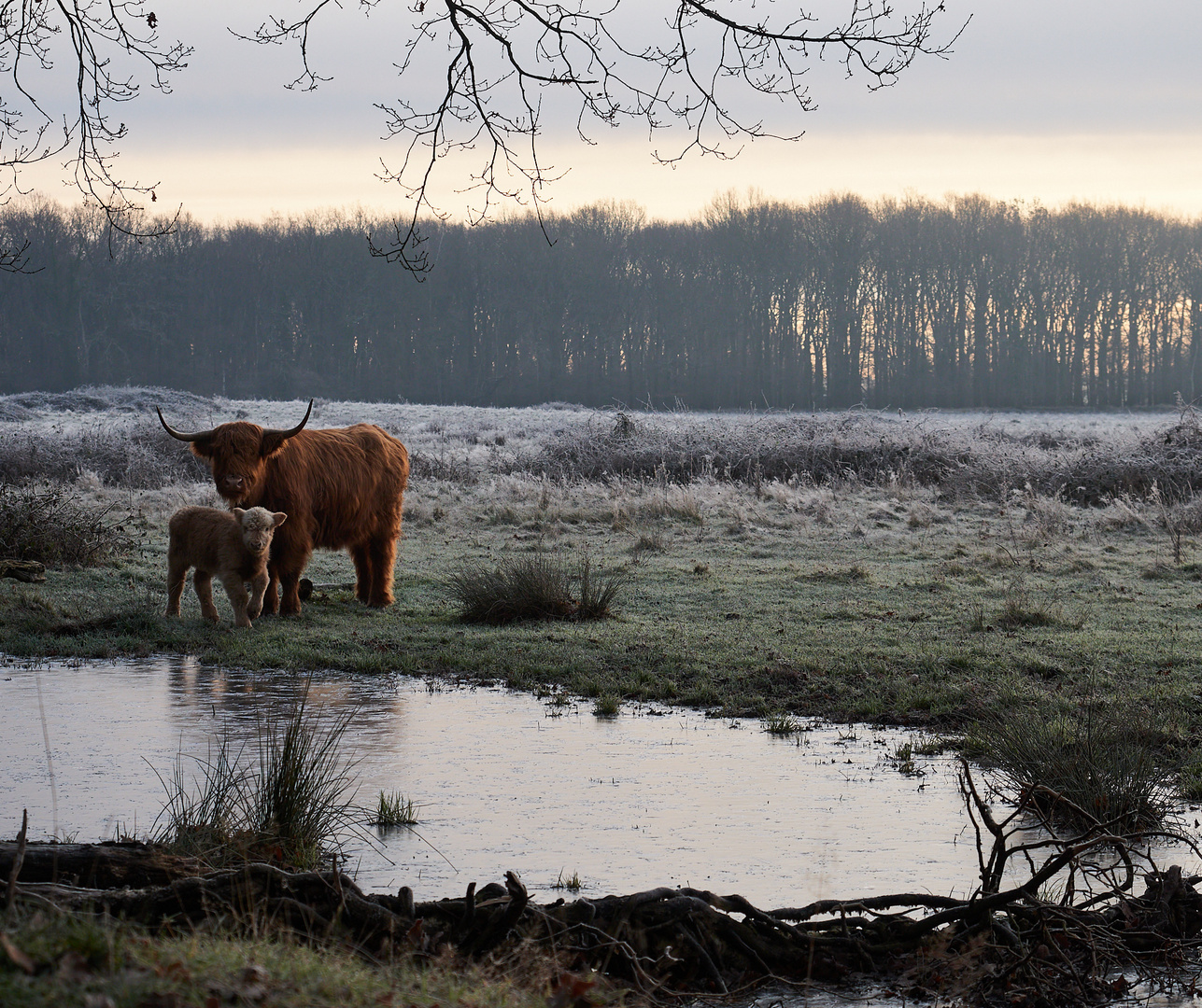 Schottische Hochlandrinder im Rodebachtal