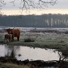 Schottische Hochlandrinder im Rodebachtal