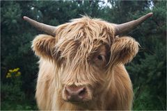 Schottische Impressionen ... (170)