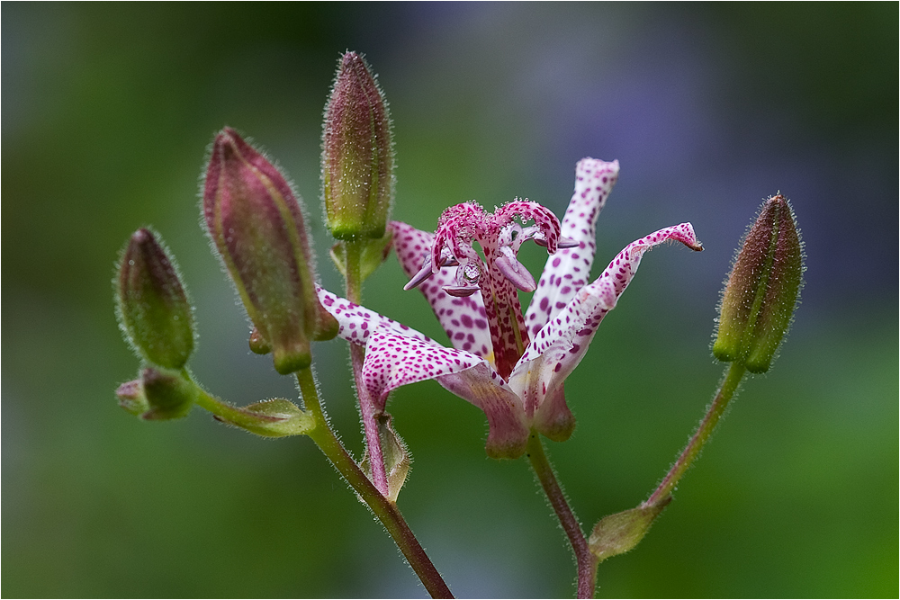 Schottische Impressionen ... (175)