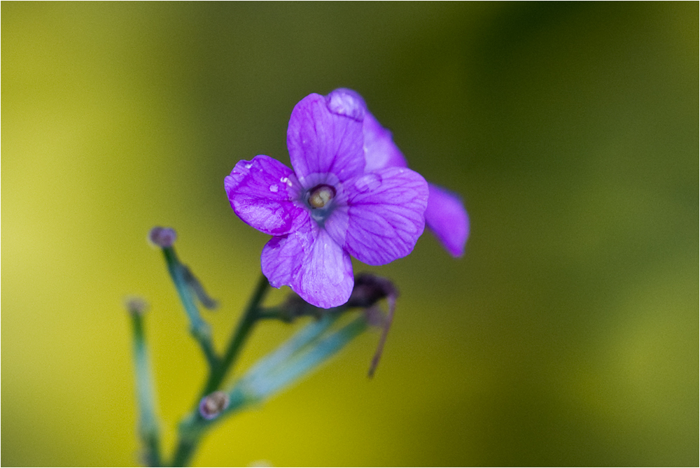 Schottische Impressionen ... (182)