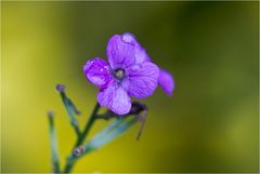 Schottische Impressionen ... (182)