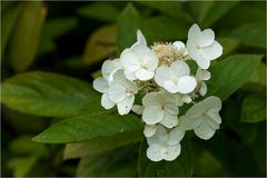 Schottische Impressionen ... (184)