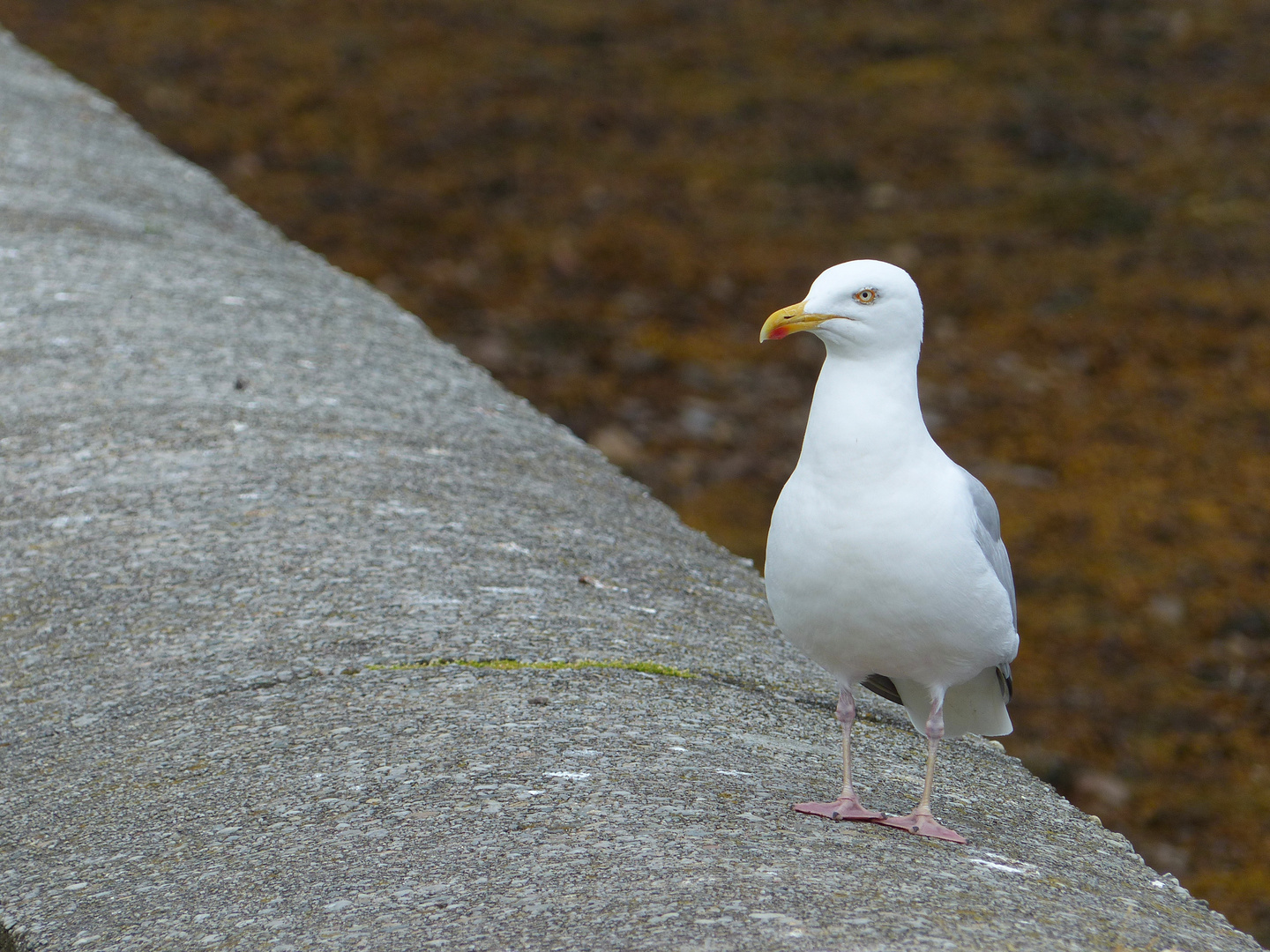 Schottische Möwe.