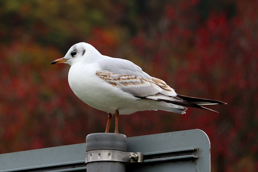 Schottische Möwe