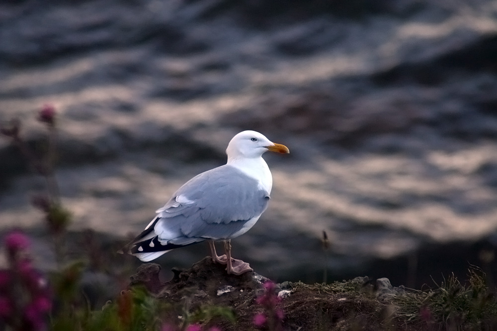 Schottische Möwe im Abendlicht