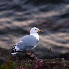 Schottische Möwe im Abendlicht