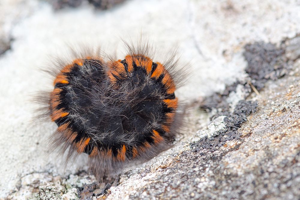 schottische Raupe auf Orkney