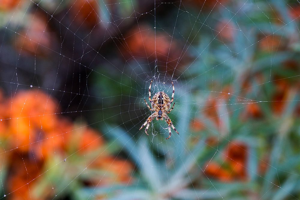 schottische Spinne