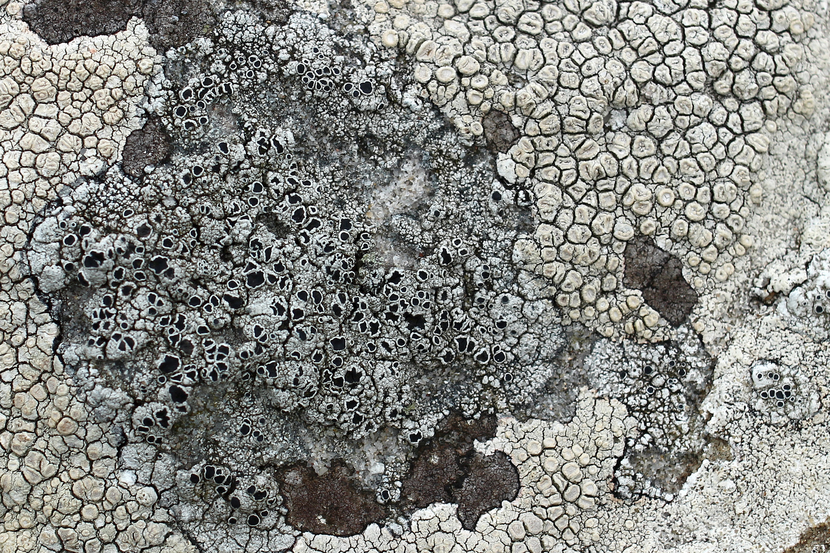 Schottische Trockenmauer Detail