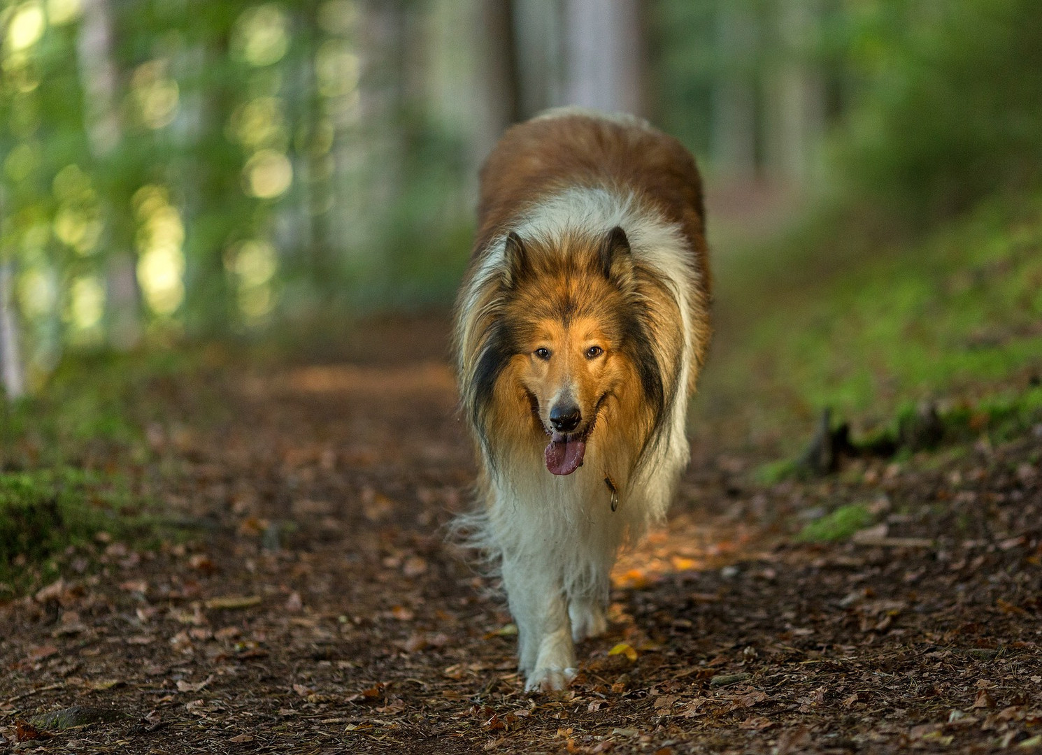 Schottischer Collie 2