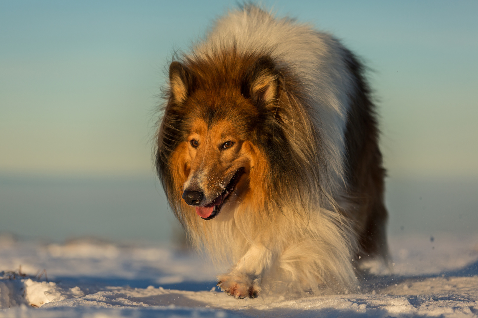 Schottischer Collie im Schnee