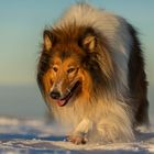 Schottischer Collie im Schnee