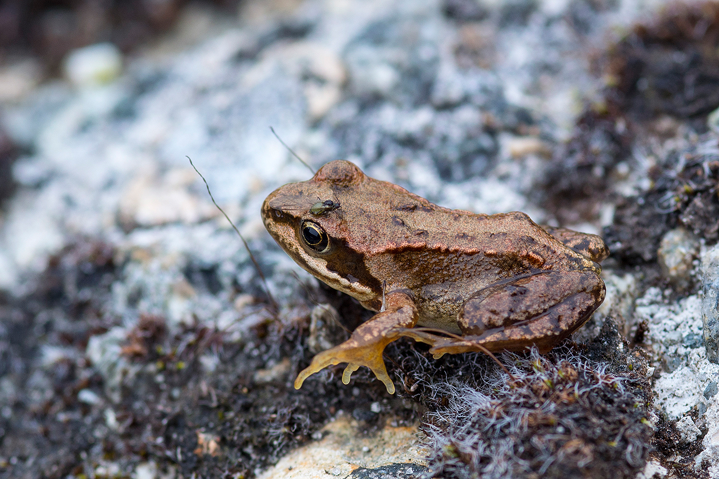 schottischer Frosch in den Highlands