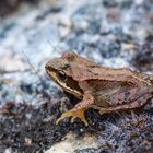 schottischer Frosch in den Highlands