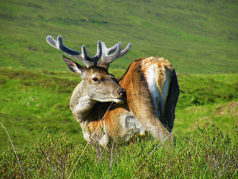 Schottischer Hirsch