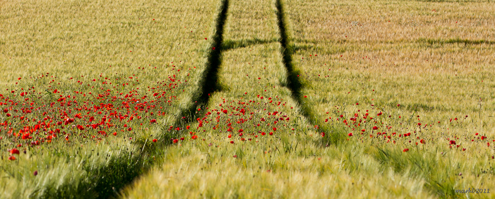 Schottischer Mohn #1