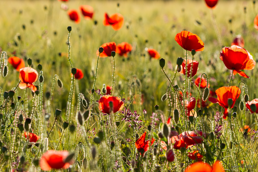 Schottischer Mohn #2