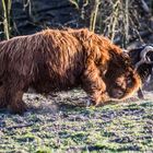 Schottischer Rind VS Steinbock