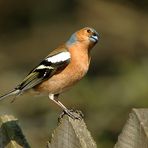 Schottischer Singvogel