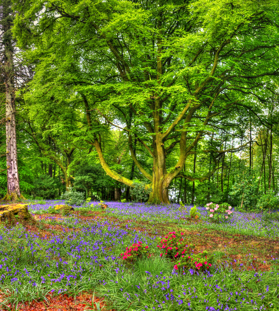 Schottischer Wald