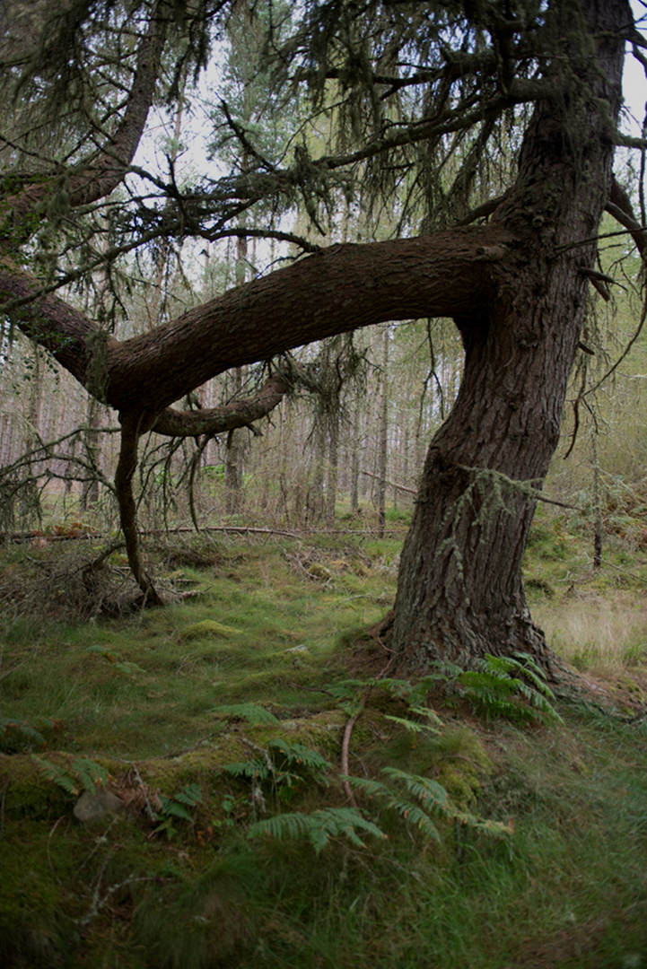 Schottischer Wald