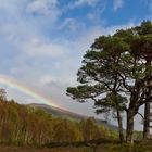 Schottisches Farbenspiel im Glen Affric