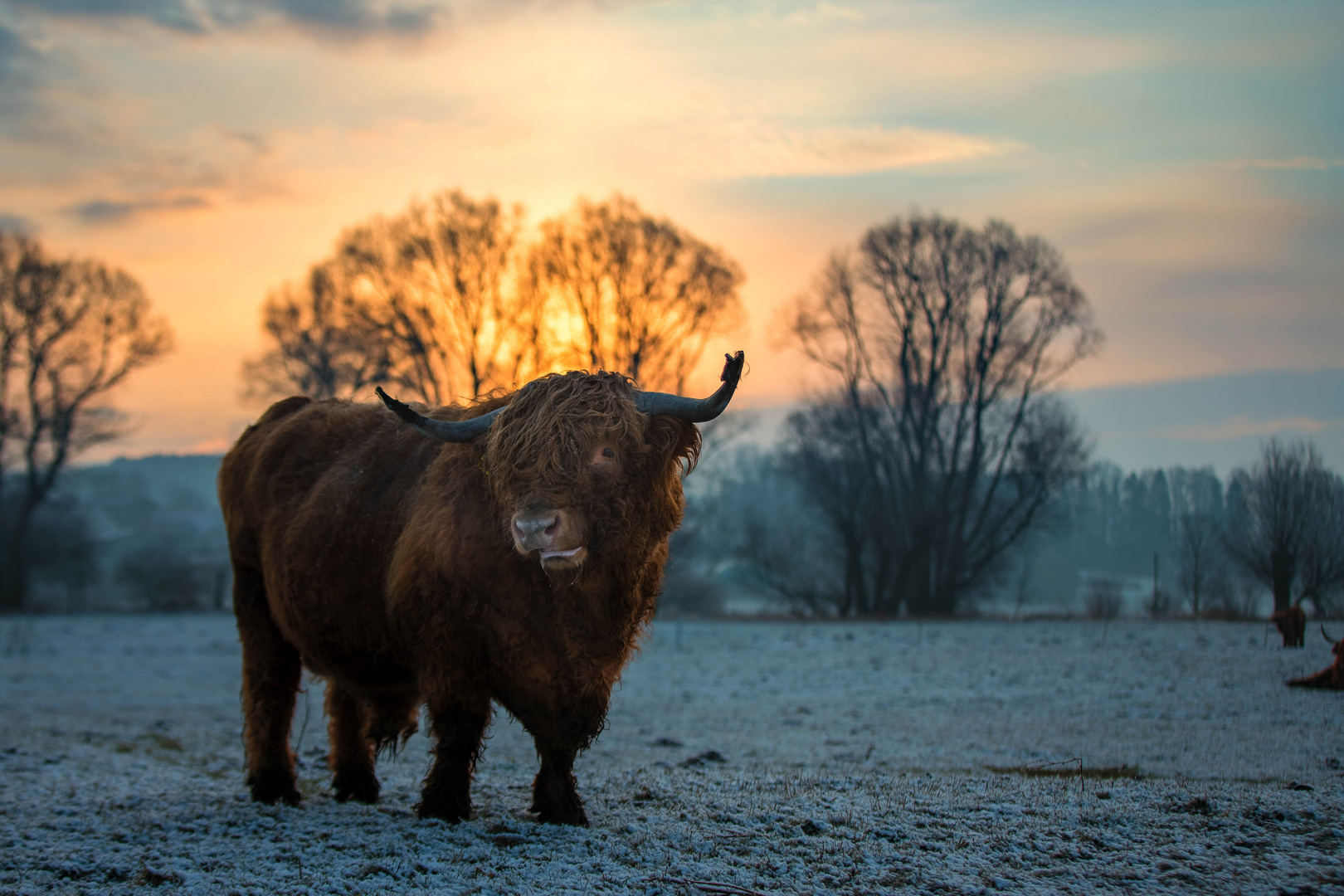 Schottisches Highland