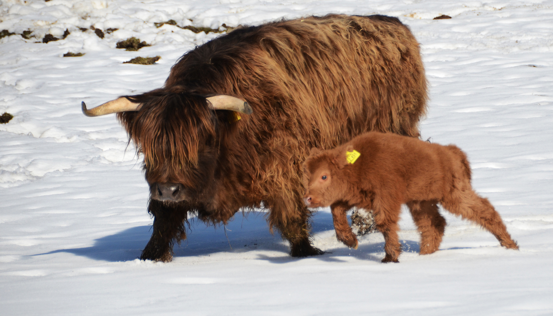 Schottisches Hochland cattle 