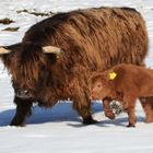 Schottisches Hochland cattle 