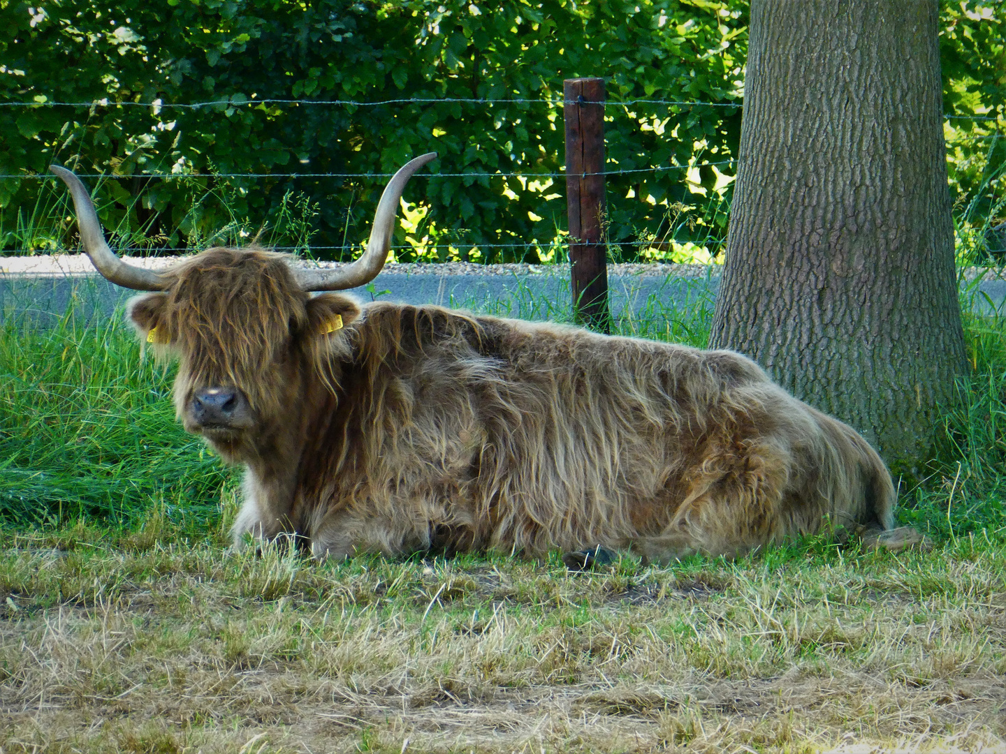 Schottisches Hochland Rind