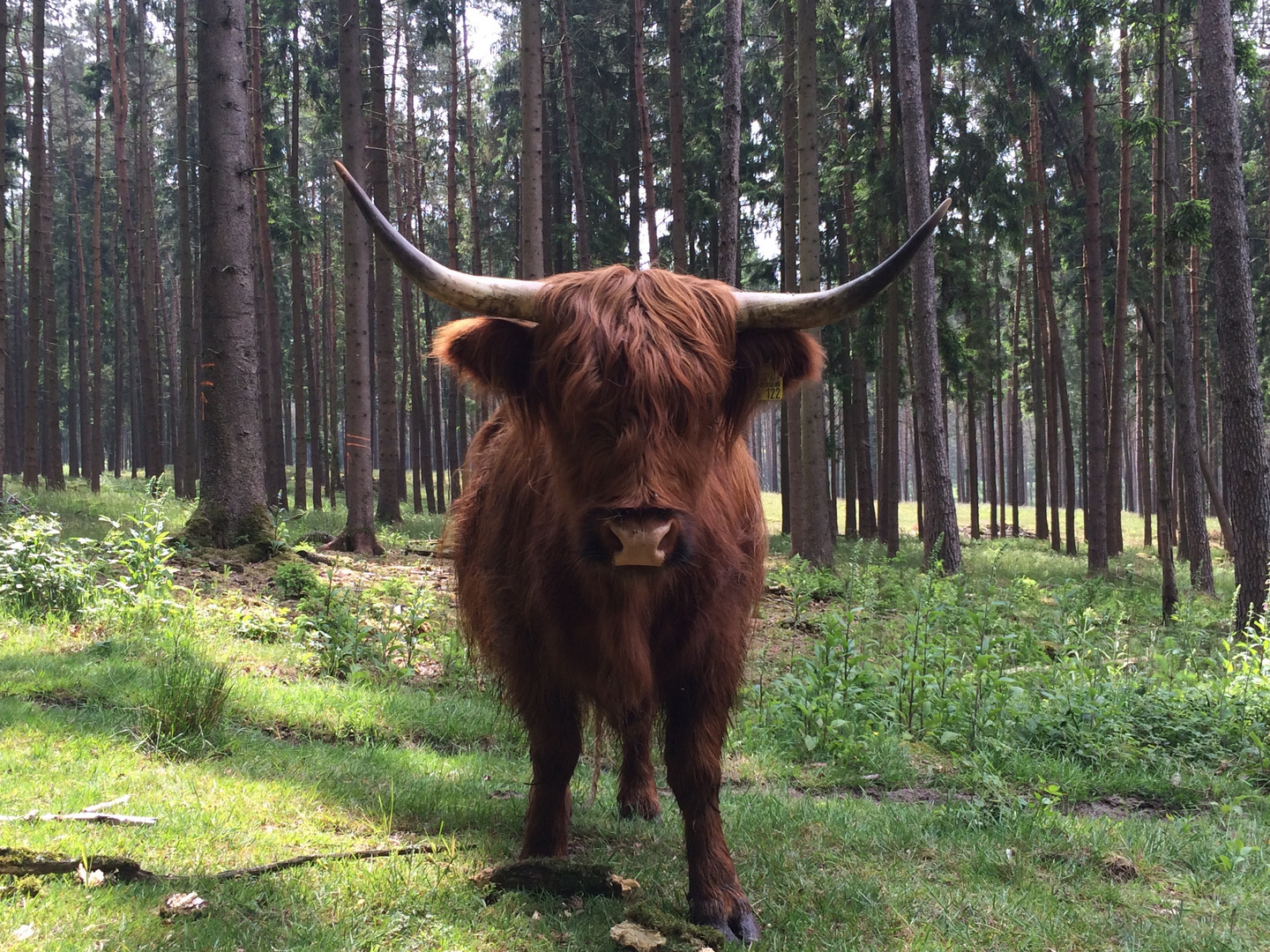 Schottisches Hochlandrind