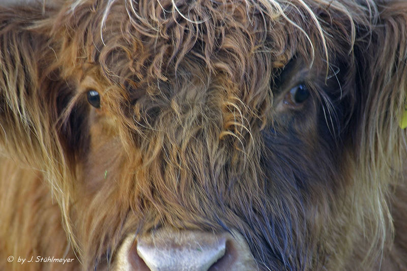 Schottisches Hochlandrind