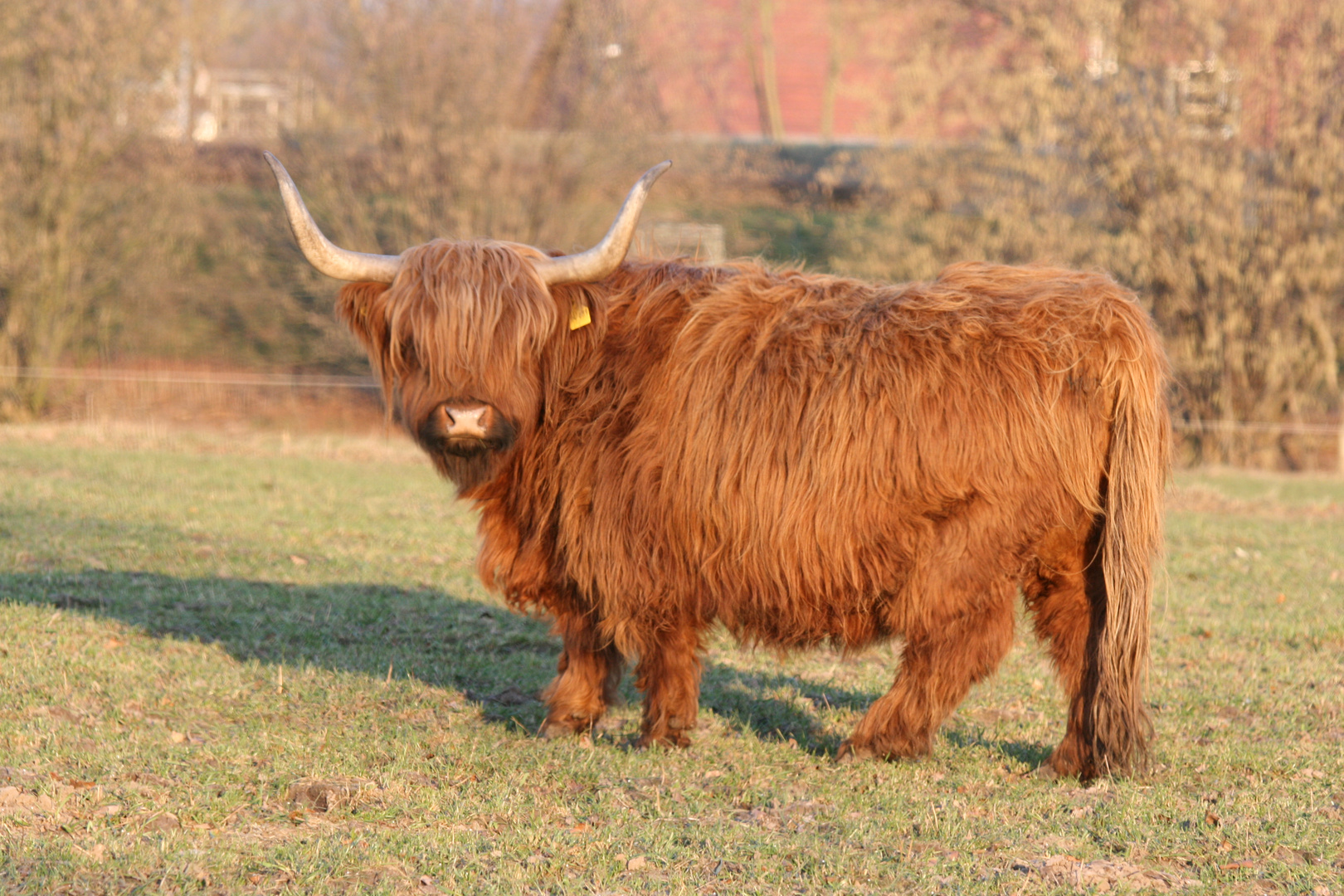 Schottisches Hochlandrind