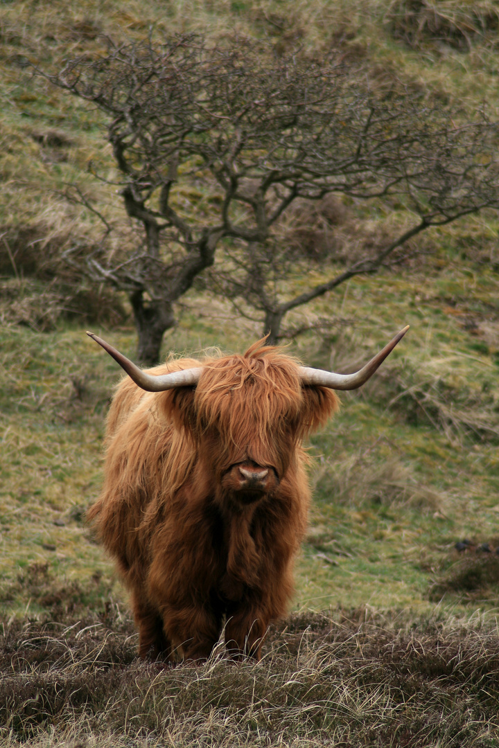 schottisches Hochlandrind