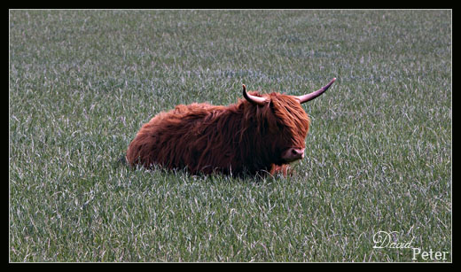 Schottisches Hochlandrind