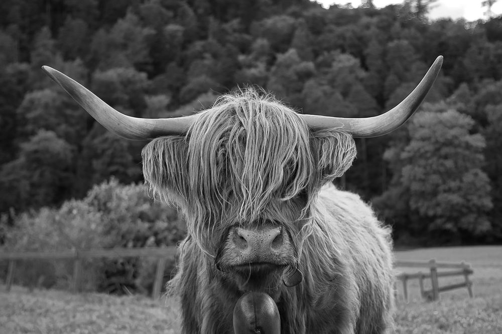 Schottisches Hochlandrind