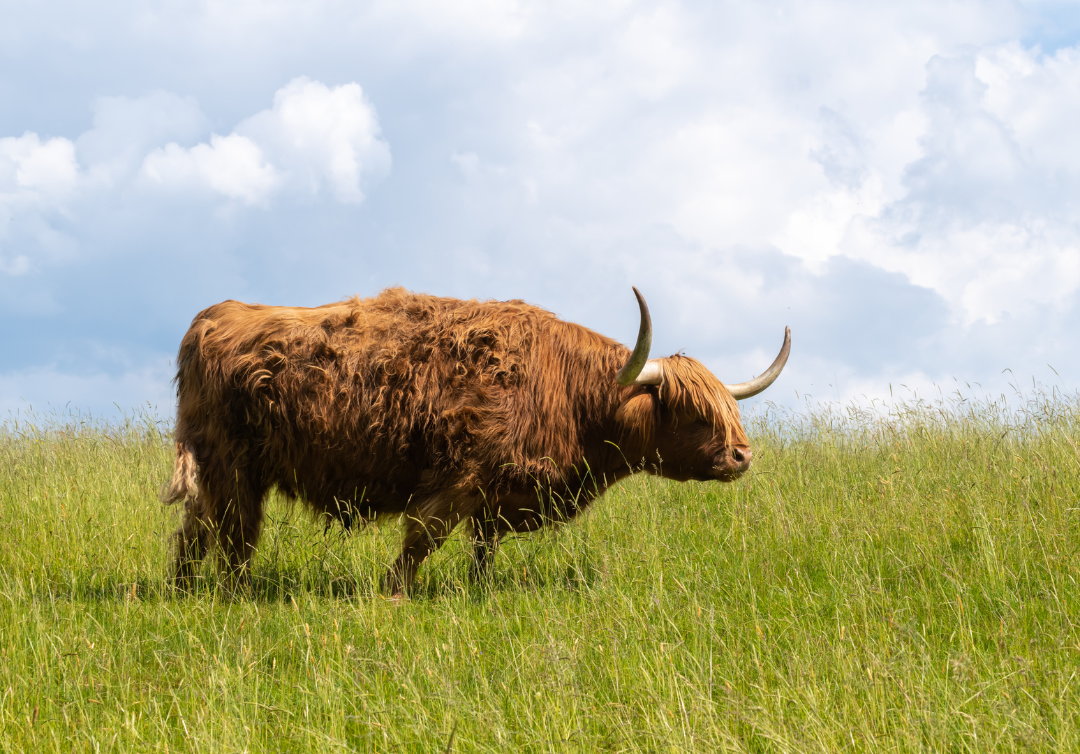 Schottisches Hochlandrind auf einer Weide