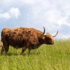 Schottisches Hochlandrind auf einer Weide