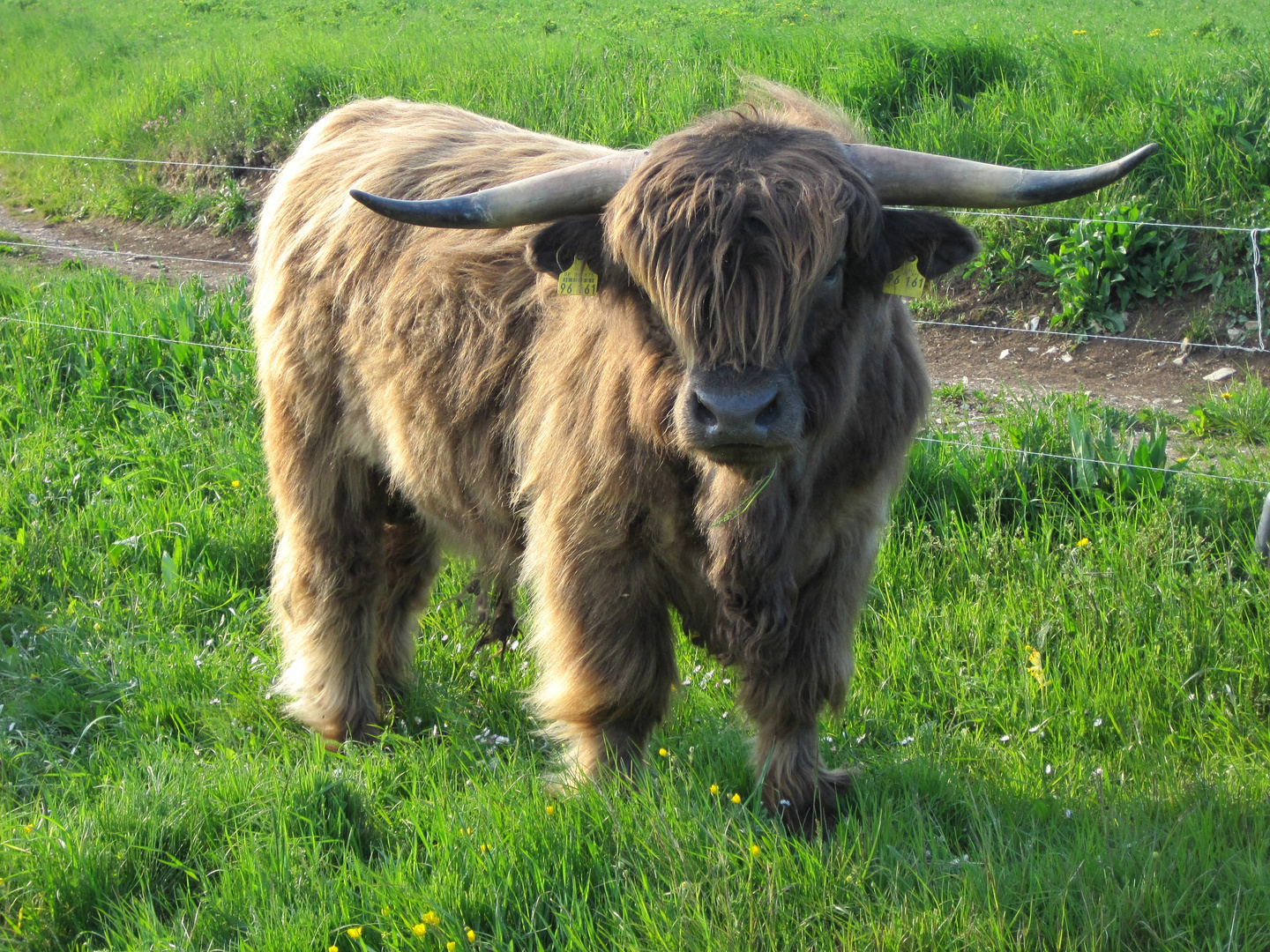 Schottisches Hochlandrind