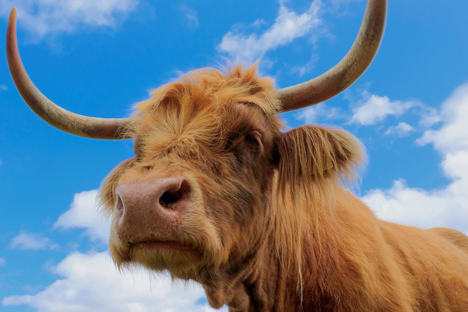 Schottisches Hochlandrind Foto & Bild | schottland, natur ...